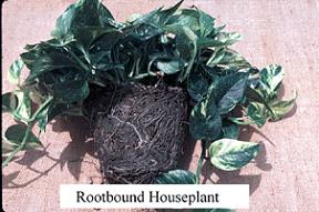 rootbound houseplant