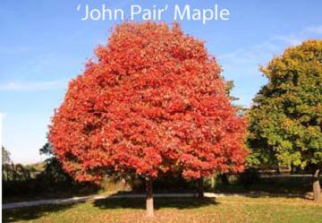 Caddo Maple John Pair