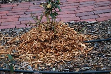 rose with mounded mulch