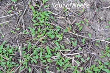 young weeds
