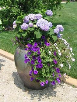 Purple and White Container Garden