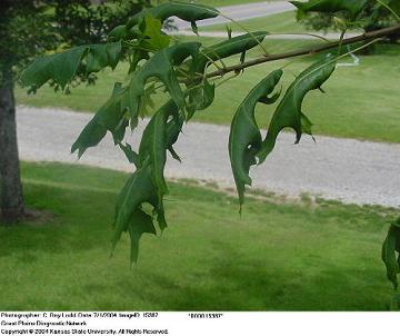 herbicide drift damage on oak tree