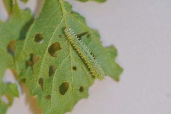 bristly rose slug