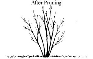 shrub after pruning