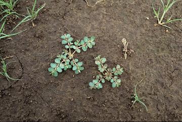 prostrate spurge weed