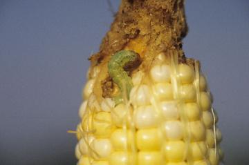 sweet corn earworm