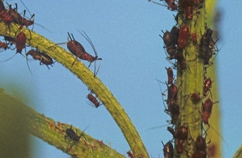 aphids