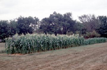 sweet corn staggered planting