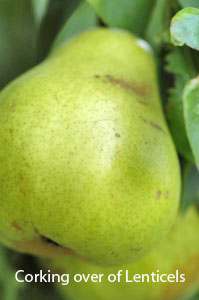 corking over of pear lenticels