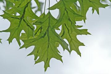 pin oak marginal leaf galls
