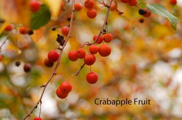 crabapple fruit