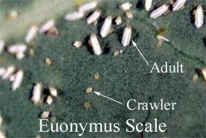Euonymus scale