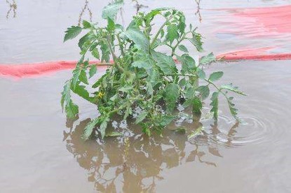 flooded tomato