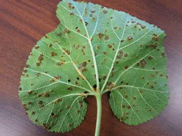 Hollyhock leaf with rust