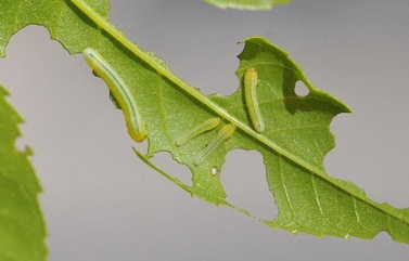 ash sawfly larvae