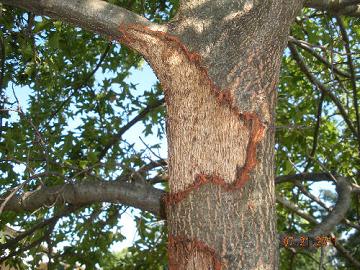 squirrel damaged tree