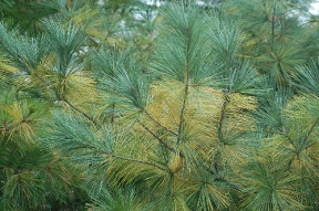 Natural needle drop on pines