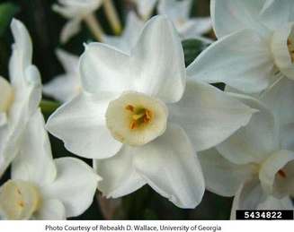 Paperwhite flower
