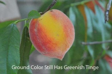 peach ripening