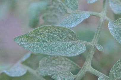 spider mite damage on tomatoes